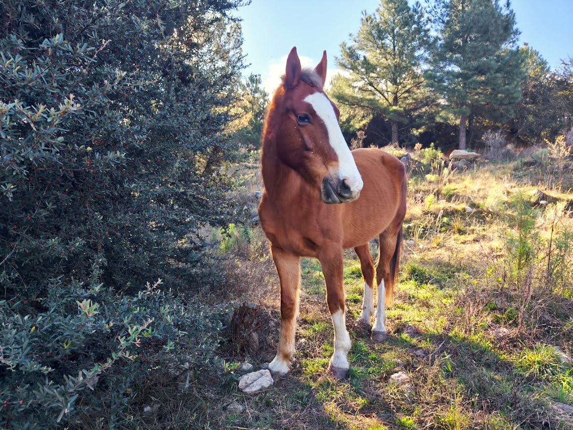 Caballo en libertad en el predio de Las Chuñas, en pleno monte serrano cordobés